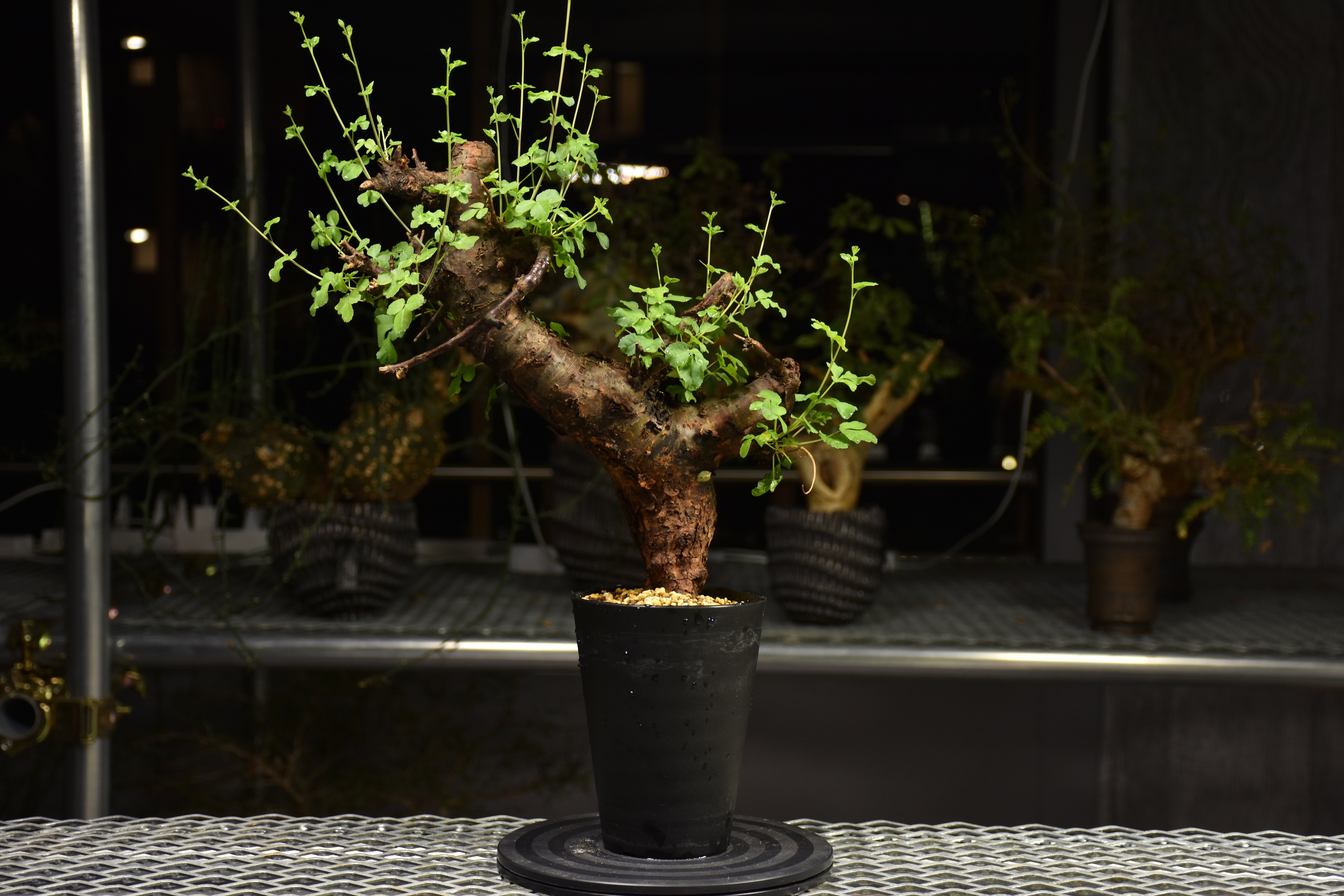 Commiphora Boranensis コミフォラ ボラネンシス 発根済現地株 F20 |
