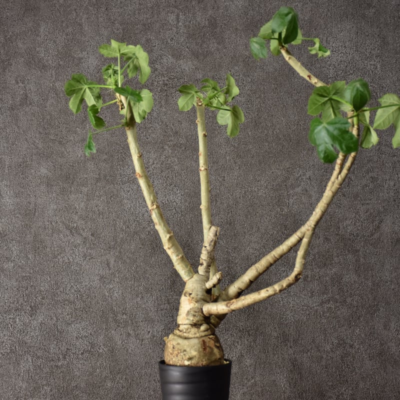 Jatropha spicata ヤトロファ スピカータ 発根済現地株 #1 | BONDEX