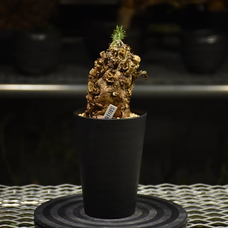 Euphorbia mlanjeana　ユーフォルビア ムランジーナ 発根済現地株 I32