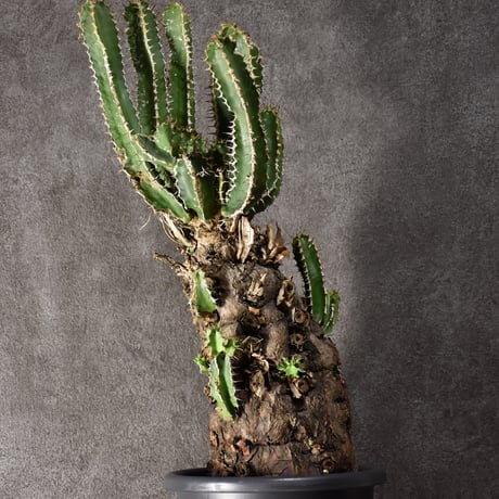 Euphorbia mlanjeana　ユーフォルビア ムランジーナ 発根済現地株 #5