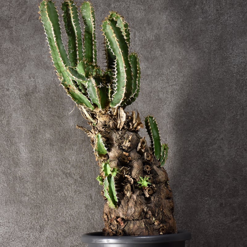 Euphorbia mlanjeana ユーフォルビア ムランジーナ 発根済現地株