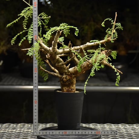 Boswellia neglecta　ボスウェリア ネグレクタ　発根済現地株　H16