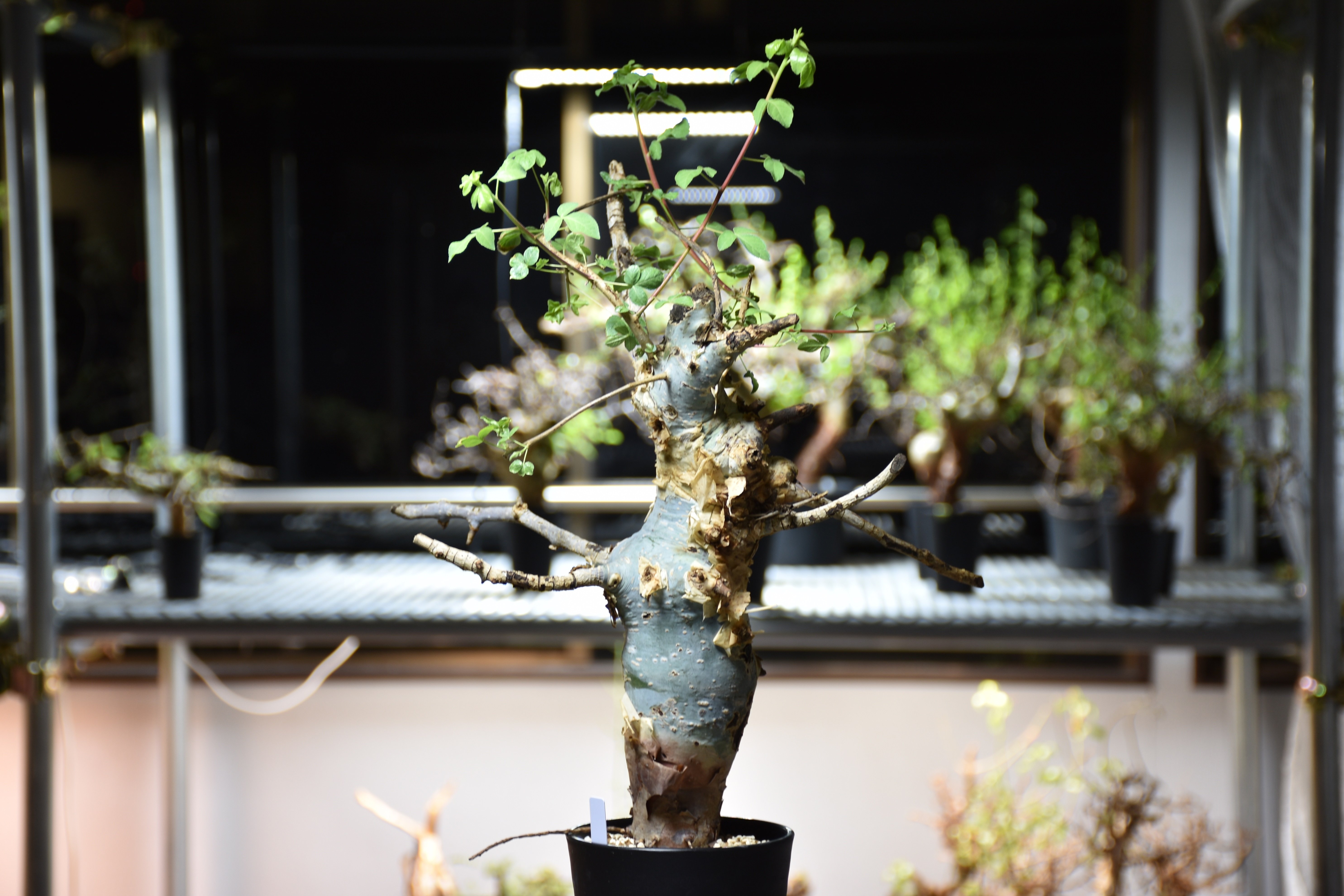 Commiphora holtziana コミフォラ ホルトジアナ 発根済現地株 #9 | B