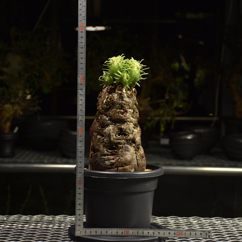 グ*ち様 6 ユーフォルビア ムランジーナ 現地球 新鮮良株 ベアルート 現地発 ユーフォルビア ムランジーナ🙆🏻 ベアルートで購入して、開封