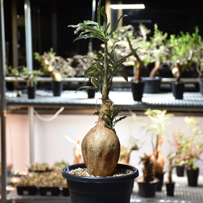 大株　発根済み　アデニウム　ソマレンセ　現地株　現地球 Adenium Somalense アデニウム ソマレンセ 発根済現地株 #3 | BONDEX