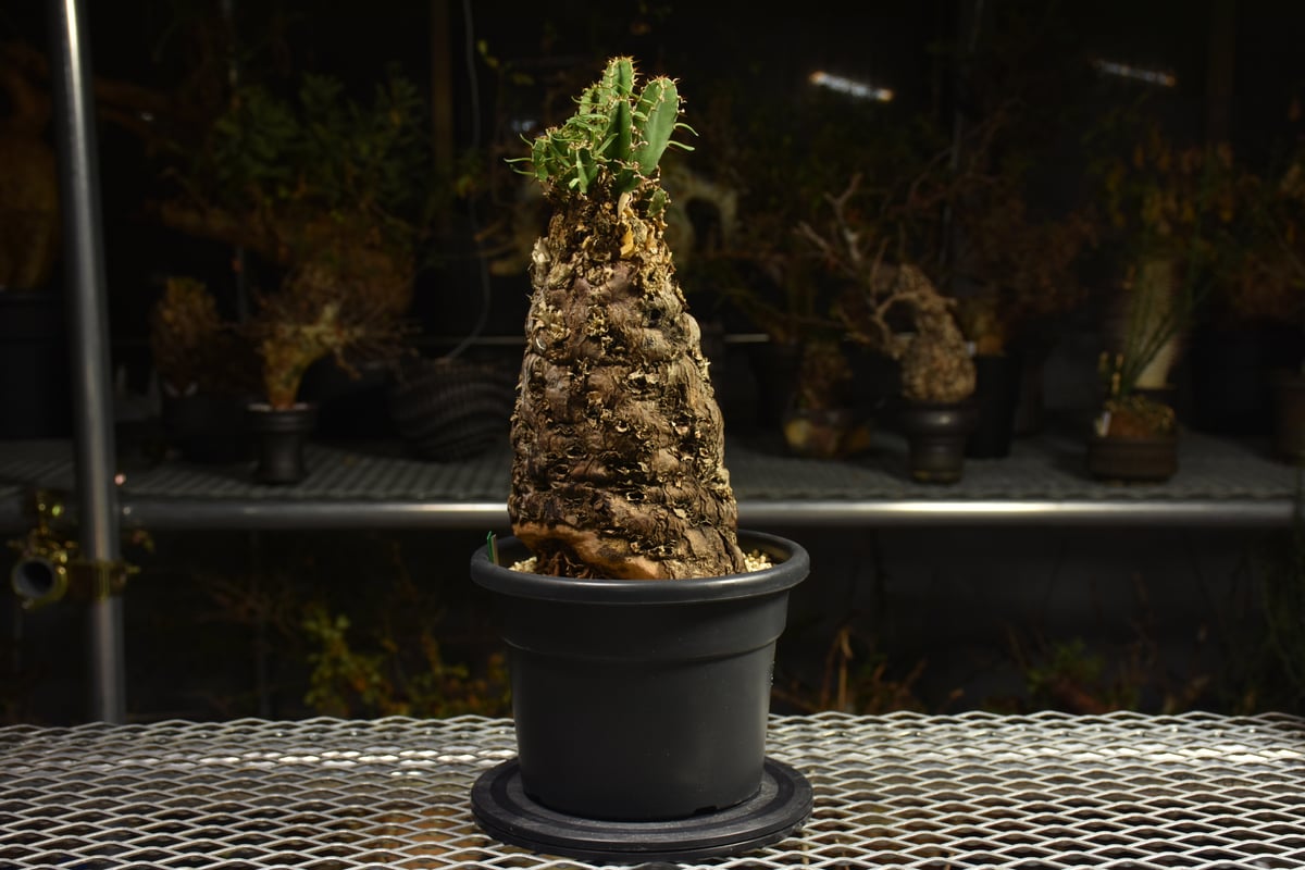 Euphorbia mlanjeana ユーフォルビア ムランジーナ 発根済現地株 I42 |