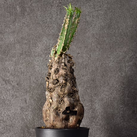 Euphorbia mlanjeana　ユーフォルビア ムランジーナ 発根済現地株 #7