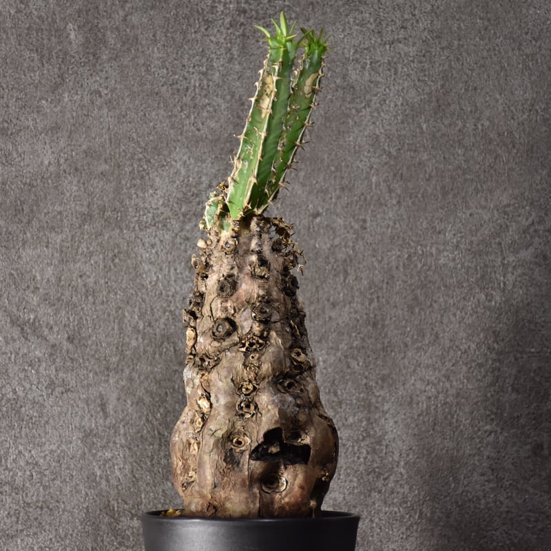 みなと様　ムランジーナ　発根済み ユーフォルビア ムランジーナ 【発根済み】HK2402407 (T