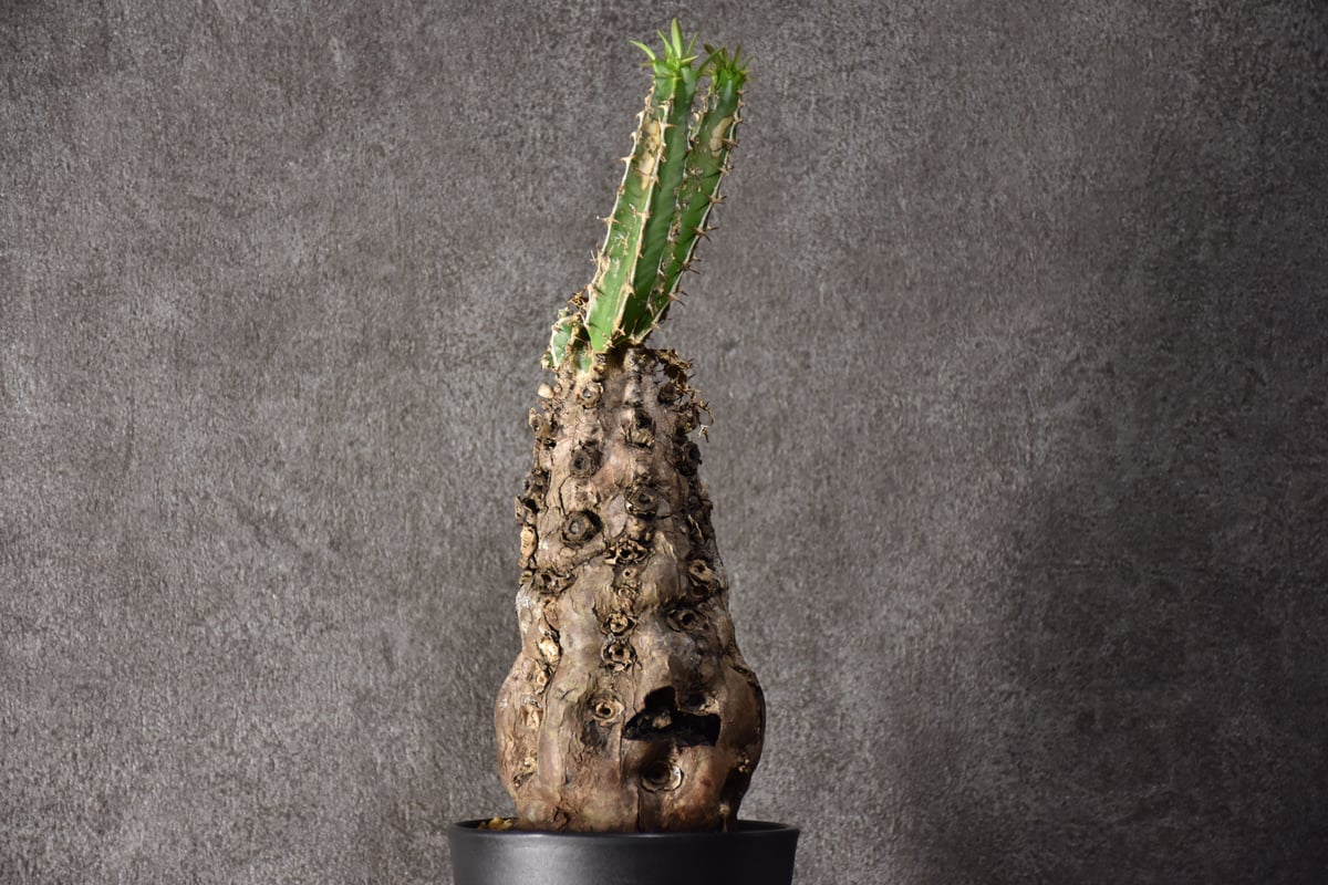 特大　現地球　ムランジーナ 鉢付き　発根済 特大 現地球 ムランジーナ 鉢付き 発根済 速達ユーフォルビア