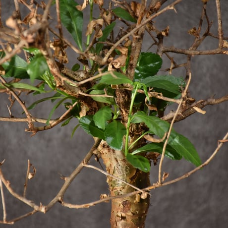 Commiphora habessinica コミフォラ ハベシニカ 発根済現地株 #3