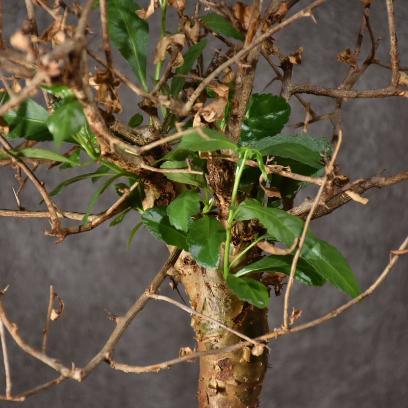 発根済み　現地球　コミフォラ・ハベシニカ Commiphora habessinica コミフォラ ハベシニカ 発根済現地株 #3