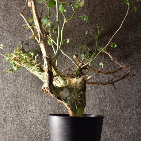 Commiphora campestris var. campestris コミフォラ カンペストリス 発根済現地株 #2