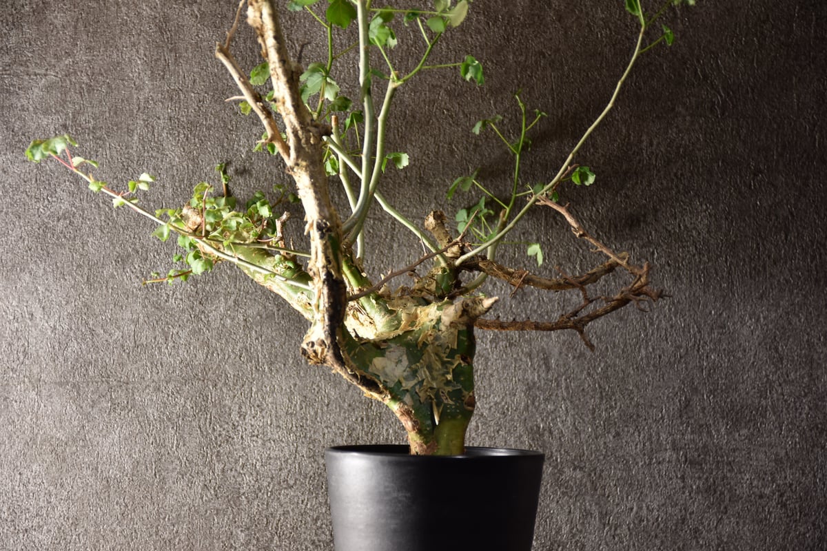 Commiphora campestris var. campestris コミフォラ カンペ