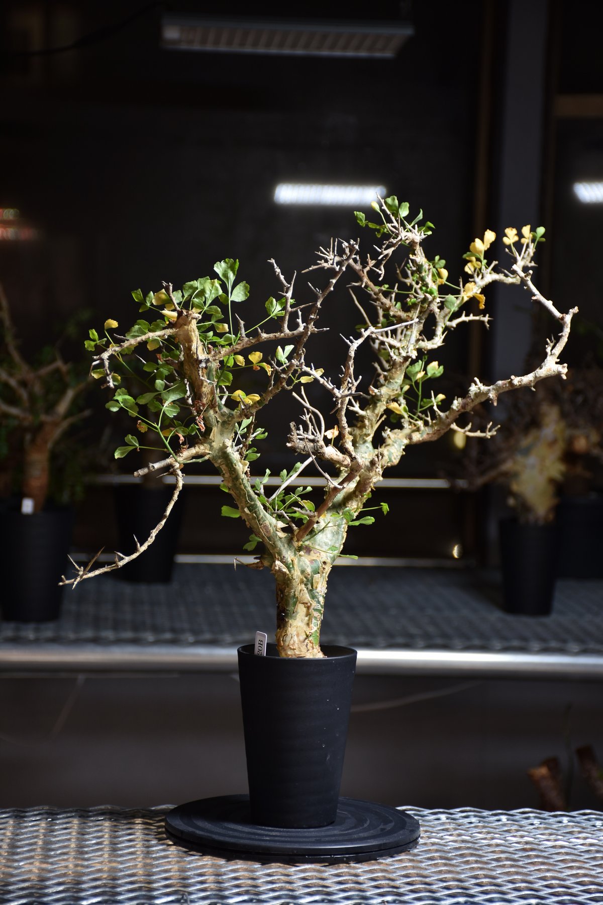 コミフォラ カンペストリス（特大） Commiphora Campest Commiphora campestris var. campestris コミフォラ カンペ