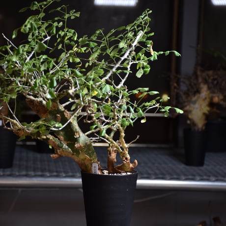 Commiphora campestris var. campestris コミフォラ カンペストリス 発根済現地株 B6