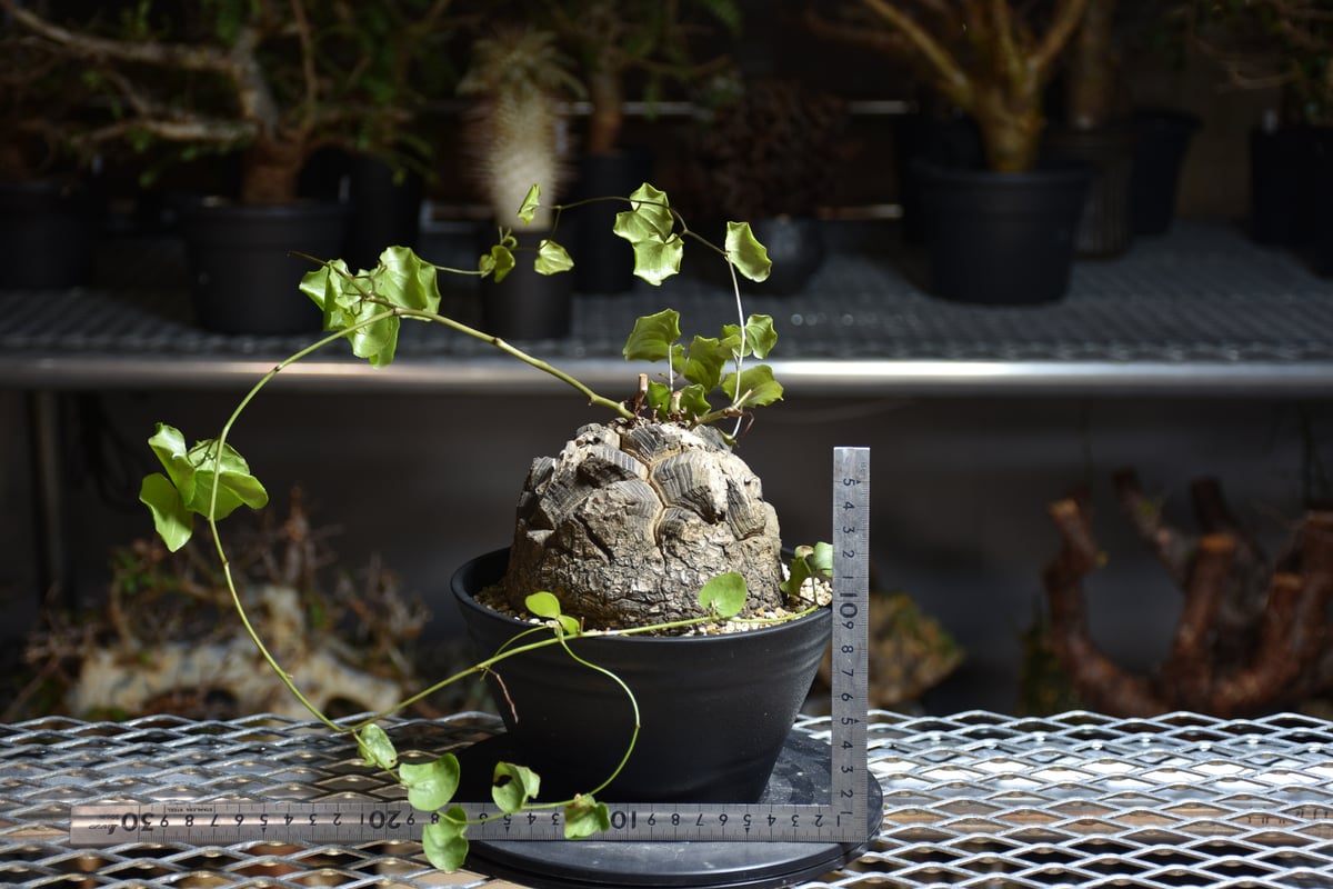 Dioscorea elephantipes ディオスコレア エレファンティペス アフリカ
