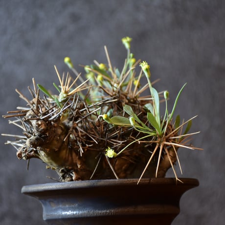 Othonna euphorbioides　オトンナ ユーフォルビオイデス　発根済現地株 #2