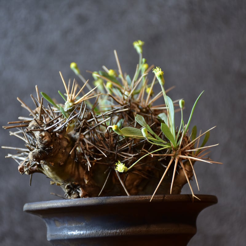 Othonna euphorbioides オトンナ ユーフォルビオイデス 発根済現地株 #2