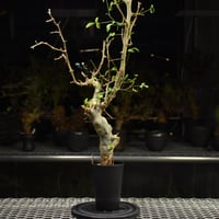 Commiphora holtziana コミフォラ ホルトジアナ 発根済現地株 H21
