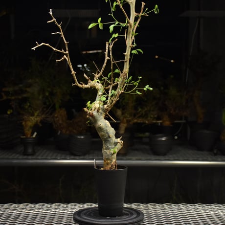 【banksy】コミフォラ　ホルトジアナ Banksy murals spotted in Ukrainian towns liberated from Russia