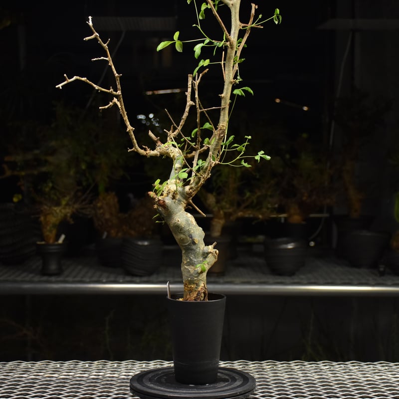 Commiphora holtziana コミフォラ ホルトジアナ 発根済現地株 H21 |