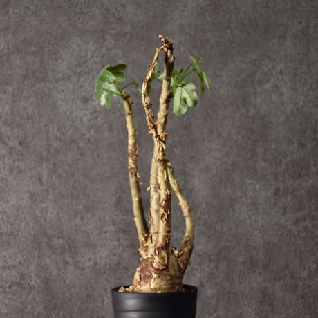 Jatropha spicata ヤトロファ スピカータ 発根済現地株 #8