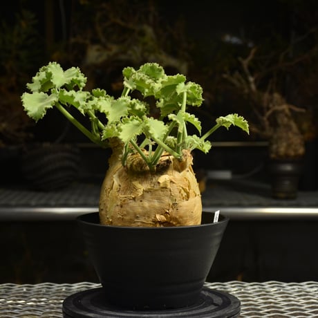 Cyphostemma uter var. macropus　キフォステンマ ウター マクロプス 発根済現地株 I25