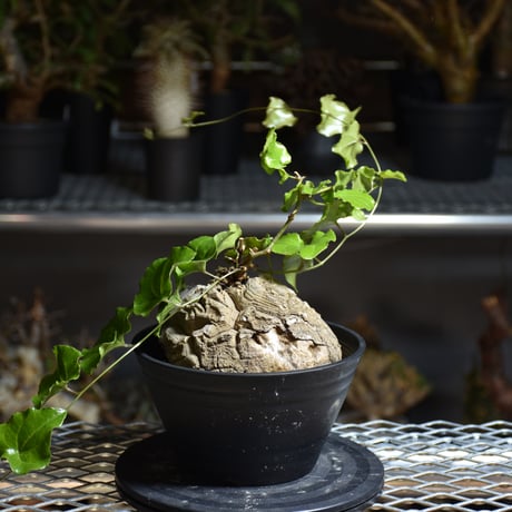 Dioscorea elephantipes ディオスコレア エレファンティペス アフリカ亀甲竜 発根済現地株 3