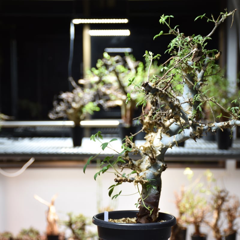 Commiphora holtziana コミフォラ ホルトジアナ 発根済現地株 #4