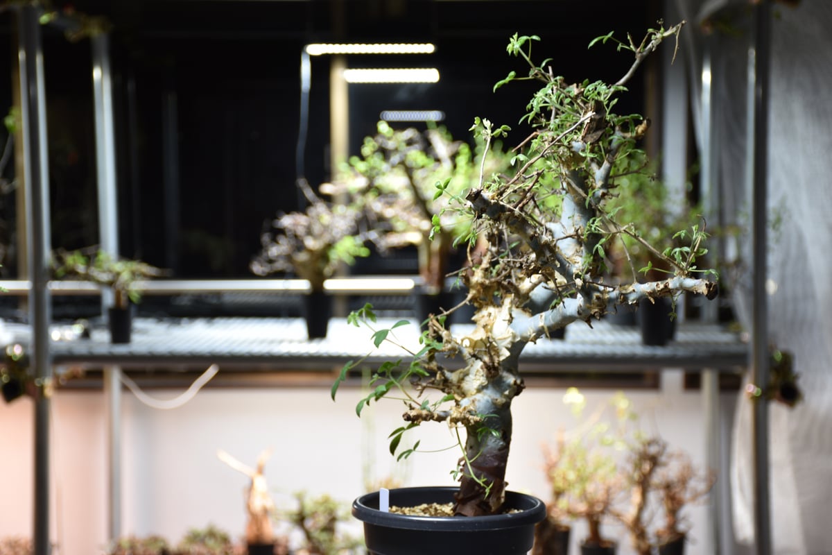 コミフォラホルトジアナ Commiphora holtziana コミフォラ ホルトジアナ 発根済現地株 #4