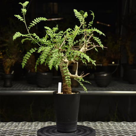 Boswellia neglecta　ボスウェリア ネグレクタ　発根済現地株　H12