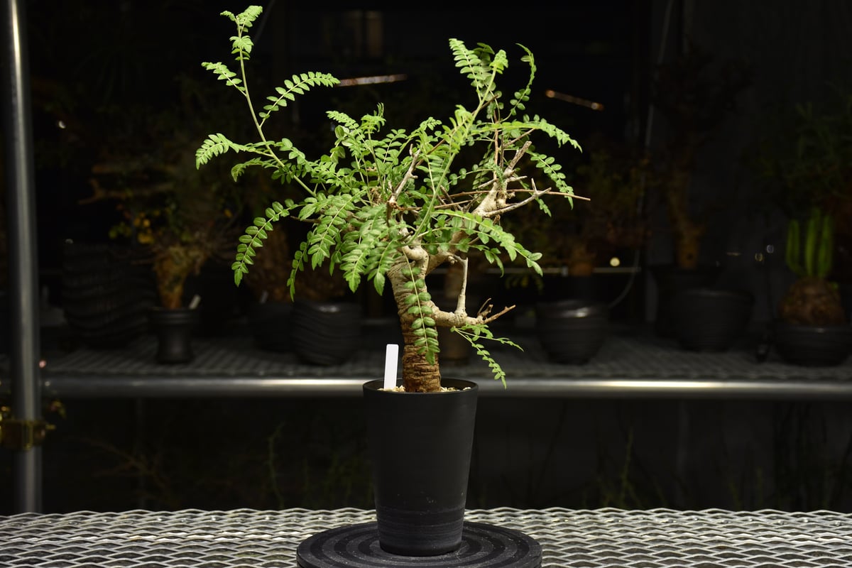 Boswellia neglecta ボスウェリア ネグレクタ 発根済現地株 H12 | BO