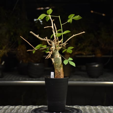 Commiphora holtziana コミフォラ ホルトジアナ 発根済現地株 H10