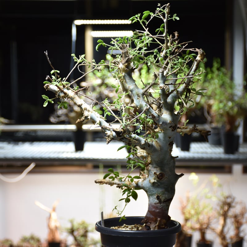 b*y様 コミフォラ クア 未発根 Commiphora holtziana コミフォラ ホルトジアナ 発根済現地株 #4
