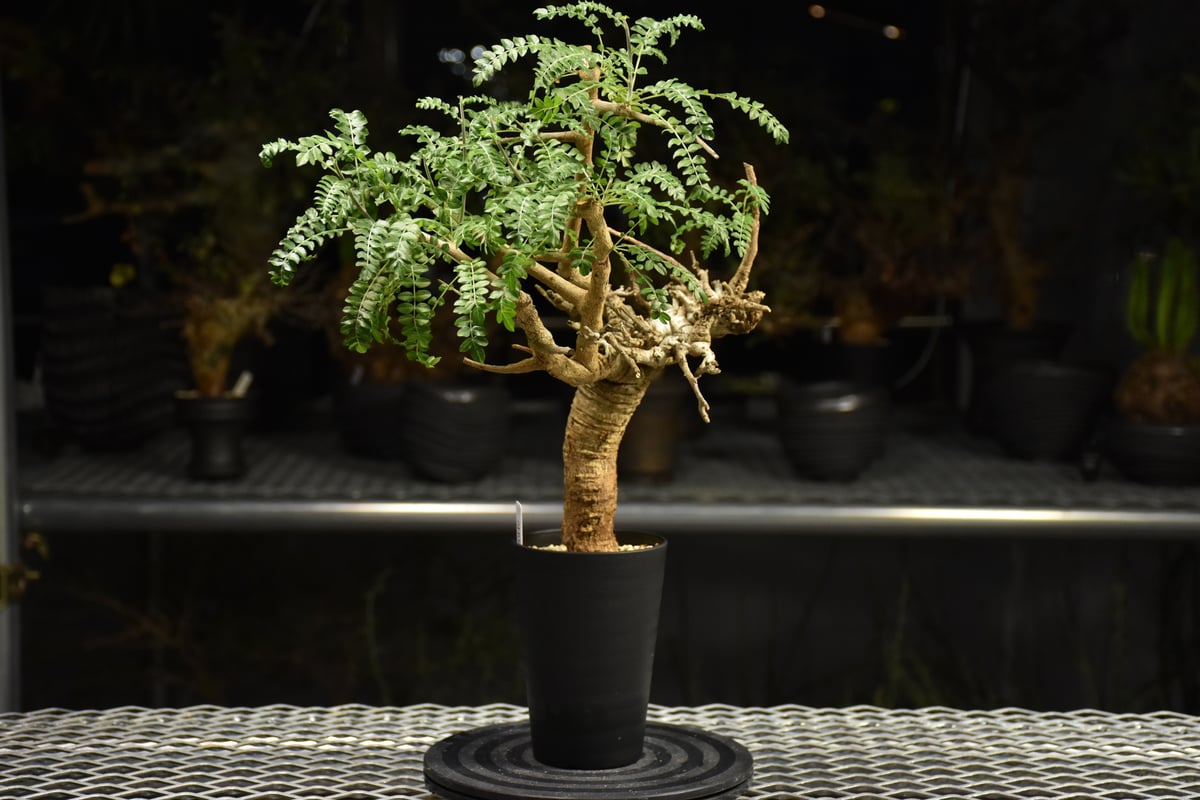 Boswellia neglecta ボスウェリア ネグレクタ 発根済現地株 H17 | BO