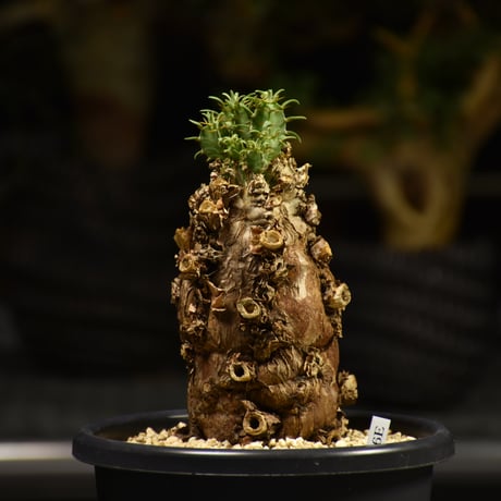 Euphorbia mlanjeana　ユーフォルビア ムランジーナ 発根済現地株 E60