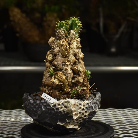 Euphorbia mlanjeana　ユーフォルビア ムランジーナ 発根済現地株 I79