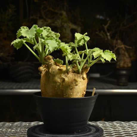 Cyphostemma uter var. macropus　キフォステンマ ウター マクロプス 発根済現地株 I25