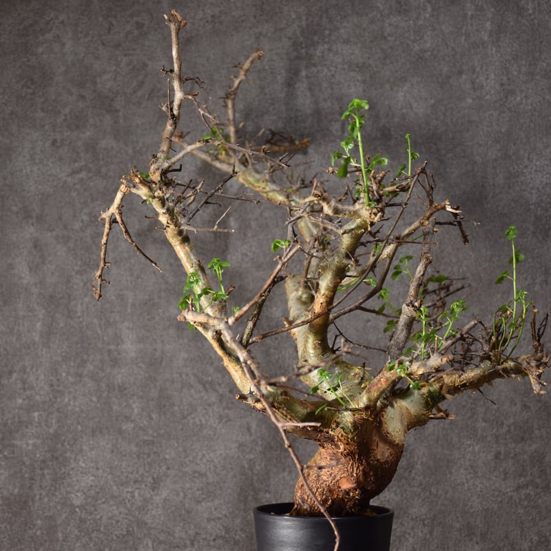 Commiphora cyclophira コミフォラ シクロフィラ 発根済現地株 #1 |
