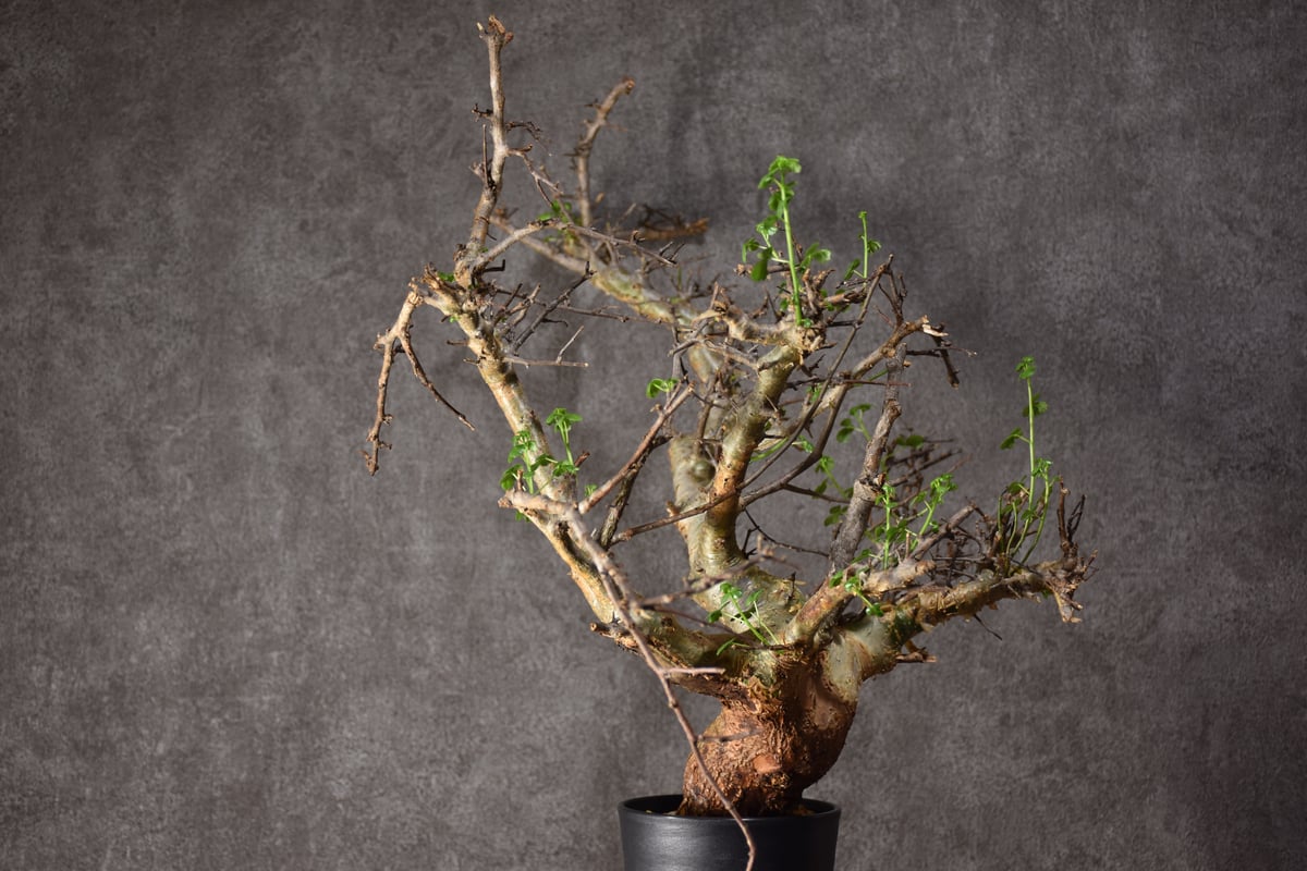 ま*ぁ様 特大 コミフォラ シクロフィラ Commiphora Cyclophy Commiphora Cyclophylla」 From Somalia🇸🇴 Before→After 流通が