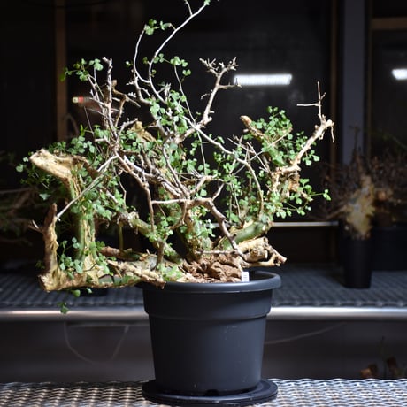 Commiphora campestris var. campestris コミフォラ カンペストリス 発根済現地株 B9