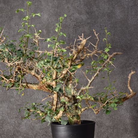 Commiphora campestris var. campestris コミフォラ カンペストリス 発根済現地株 #3