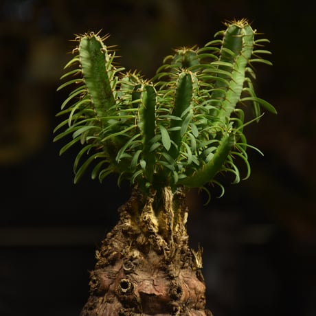 Euphorbia mlanjeana　ユーフォルビア ムランジーナ 発根済現地株 H4