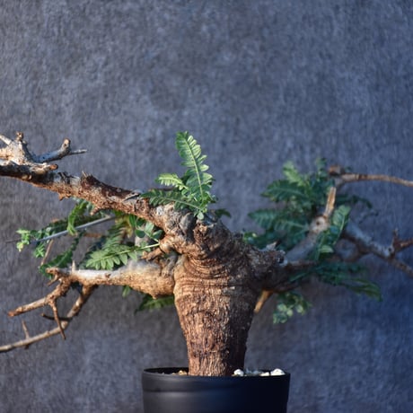 Boswellia neglecta　ボスウェリア ネグレクタ　発根済現地株　#3