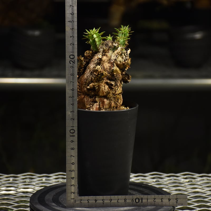 Euphorbia mlanjeana ユーフォルビア ムランジーナ 発根済現地株