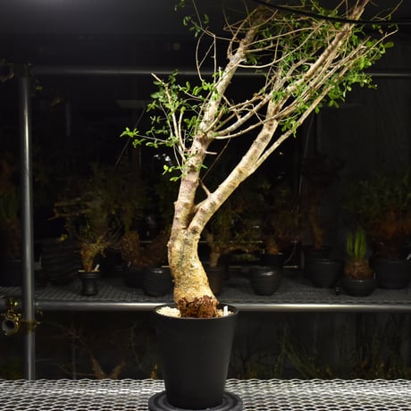 Commiphora humbertii コミフォラ フンベルティ 発根済現地株 I8 送料着払にて発送
