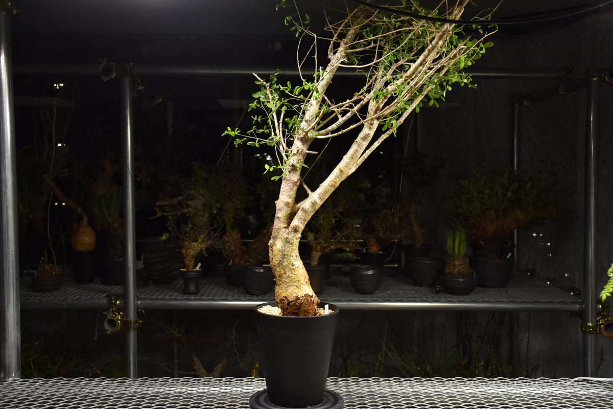 Commiphora humbertii コミフォラ フンベルティ 発根済現地株 I8 送料着