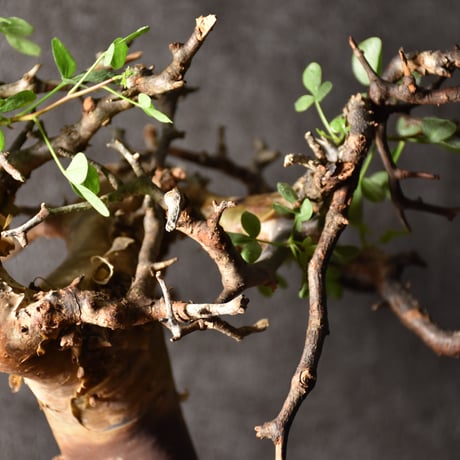 Commiphora kataf pure コミフォラ ピュアカタフ 発根済現地株 3 ソマリア産