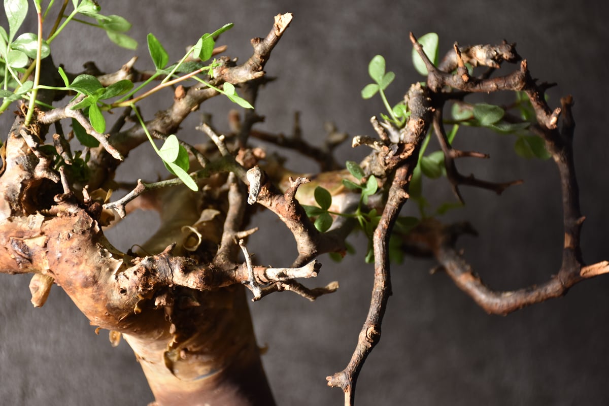 イ*ン様 K83 コミフォラ ピュア カタフ ソマリア 現地株 新着 下処理済み Commiphora kataf pure コミフォラ ピュアカタフ 発根済現地株 1