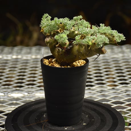 Monsonia herrei　モンソニア ヘレー　発根済現地株 6Bb10